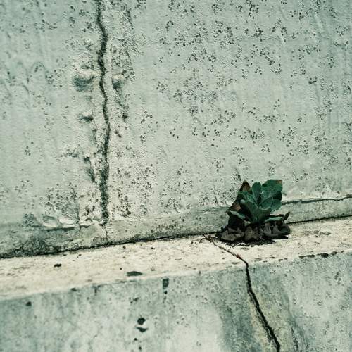 A Plant