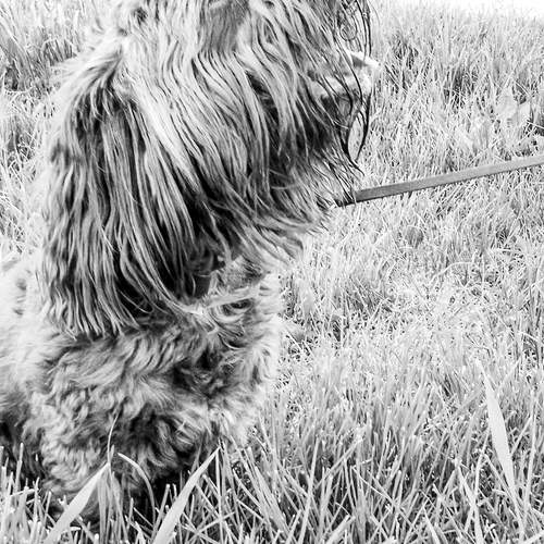 Photo #13646029
