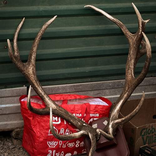 Photo #13646199