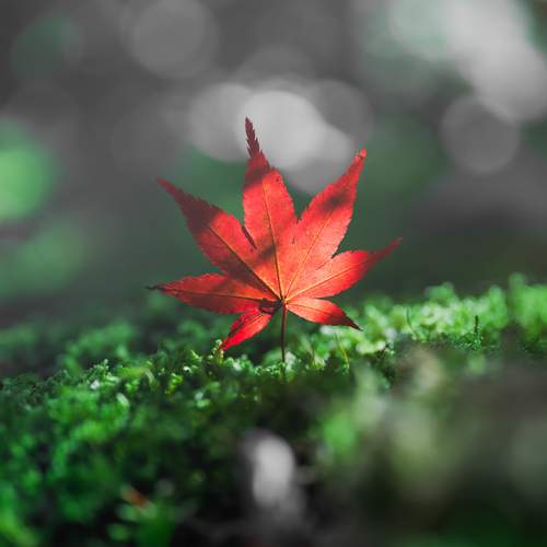 Photo #13646341