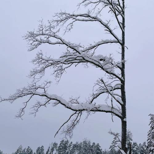 Photo #13646387