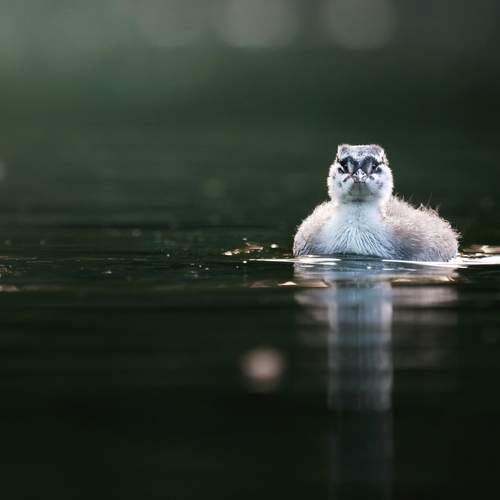 Photo #13646401