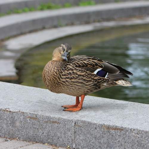 Photo #13646508