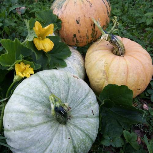 Photo #13646576