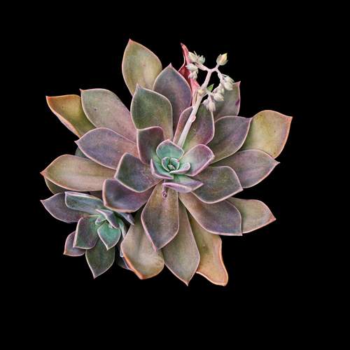 Photo #13646593