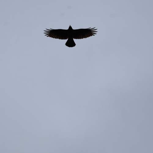 Photo #13646664