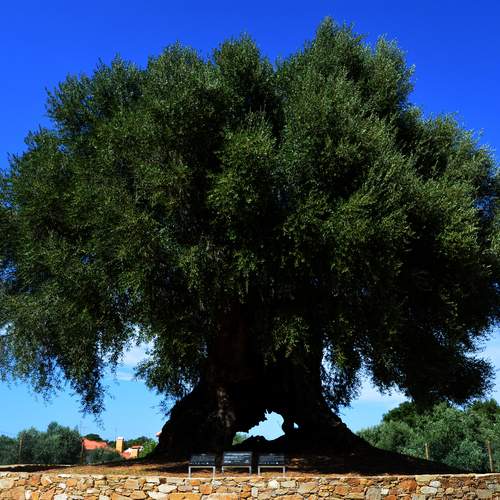 Olive of Mouchão