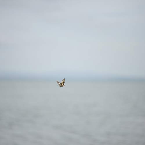 Photo #13646783
