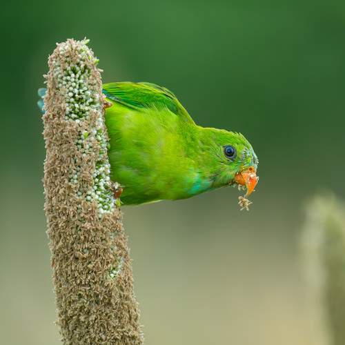 The Vernal Hanging Parrot.