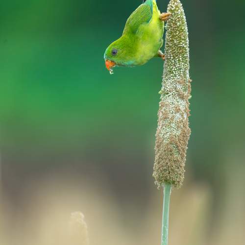 The Vernal Hanging Parrot.