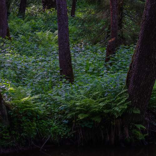 Photo #13647139