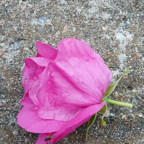 Photo #13647219