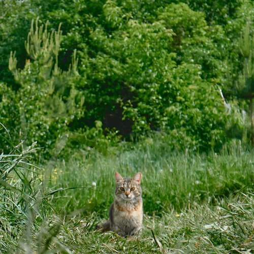 Photo #13647220