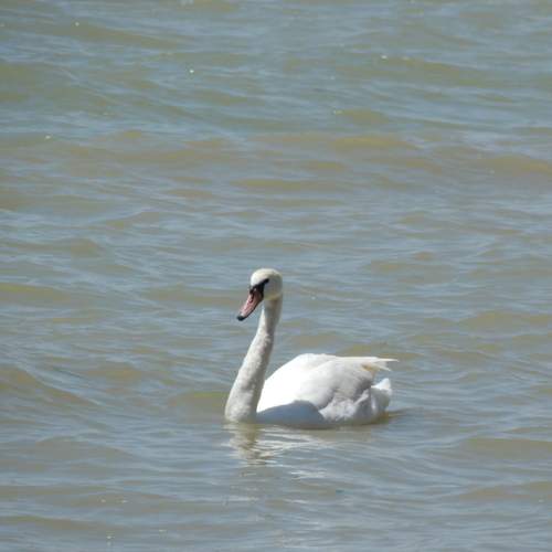 Photo #13647370