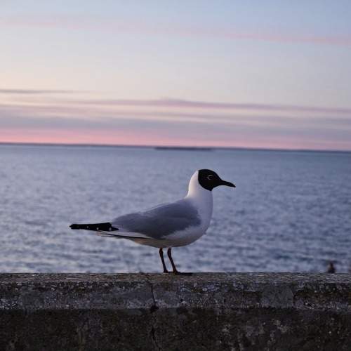 Photo #13647383