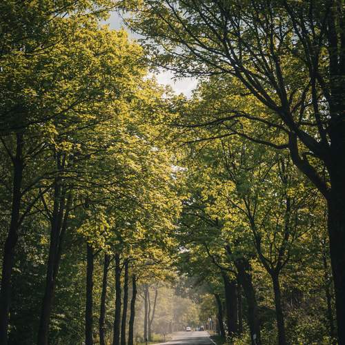 Photo #13647418