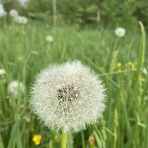 Photo #13647527