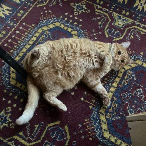 Photo #13647528
