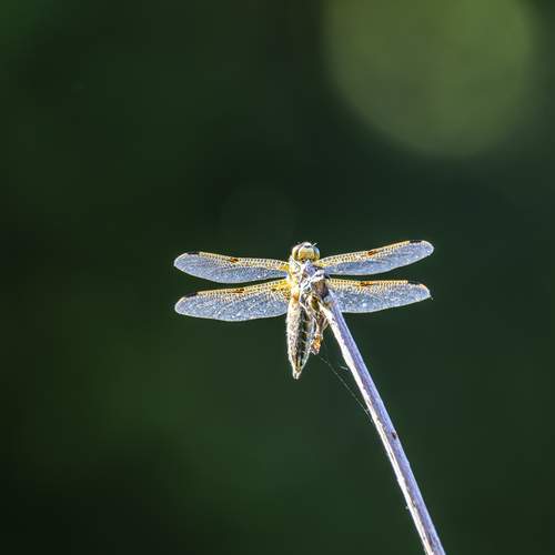 Photo #13648042