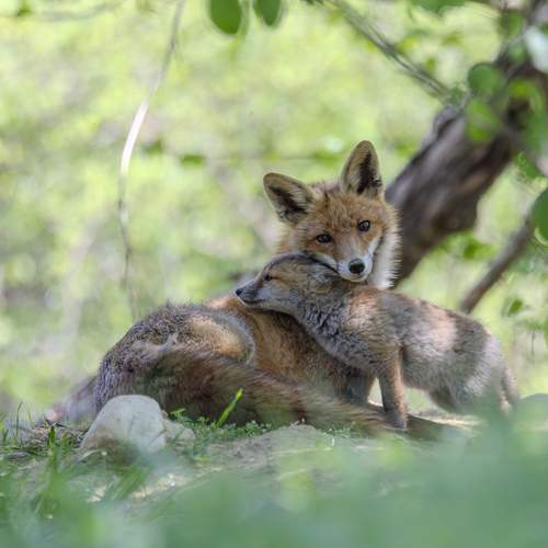 Photo #13648071