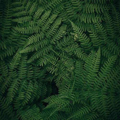 Photo #13648333