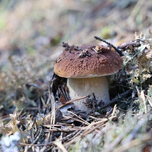 Photo #13648345