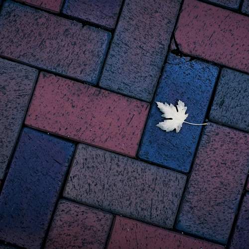 Photo #13648508