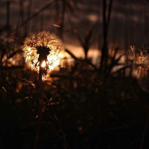 Photo #13648535