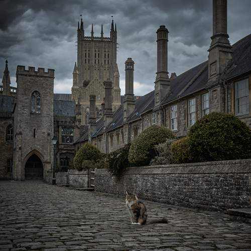 Photo #13648725