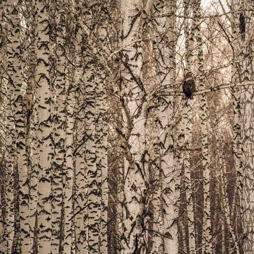 Photo #13648784