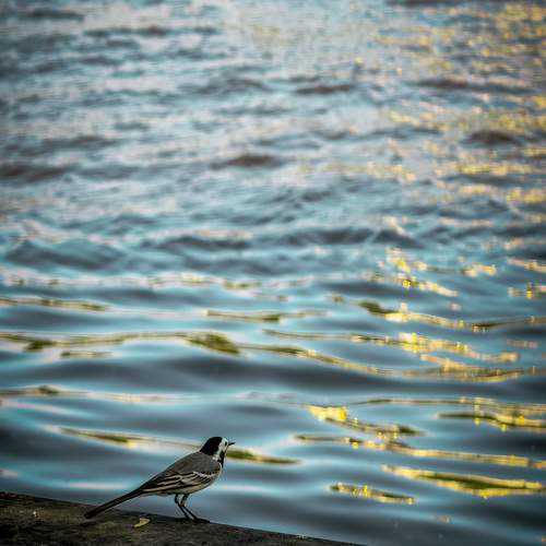 Photo #13648891