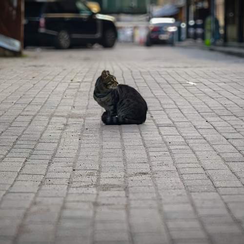 Photo #13649161