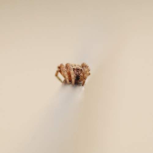 Photo #13649242