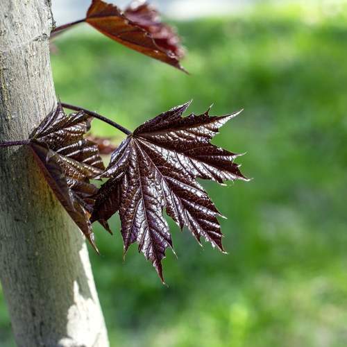 Photo #13649255