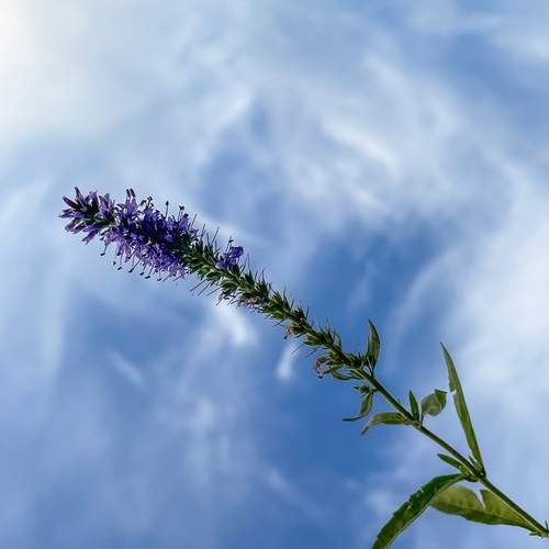 Photo #13649365