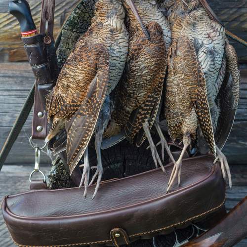 Photo #13649389