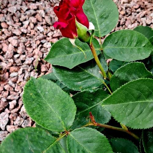 Photo #13649804