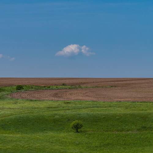 Lonely Tree and Cloud (No Editing Photo)