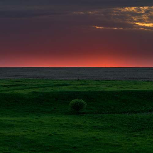 Lonely Tree in Sunset