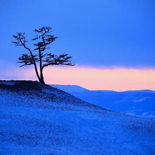 Single tree