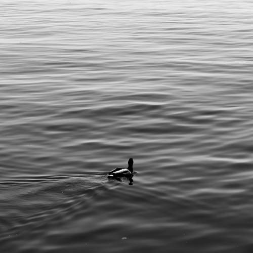 Photo #13650156