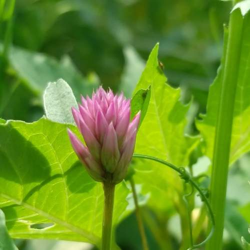 Blush of Nature.