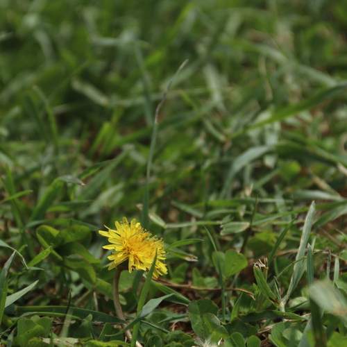 Photo #13650260