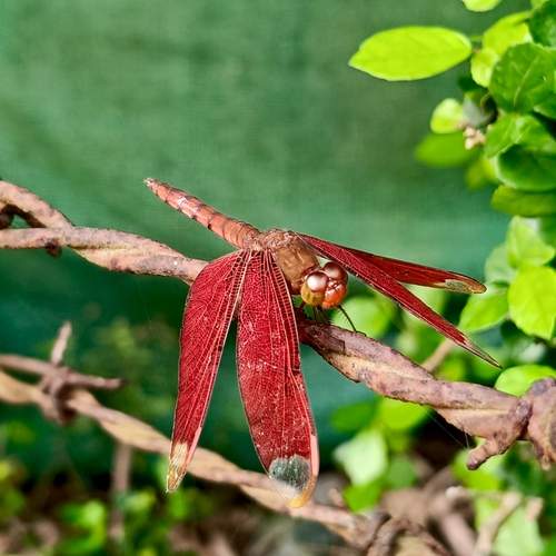 Photo #13650369