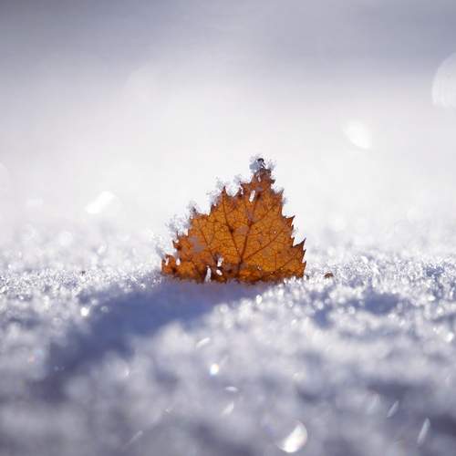 Photo #13651030