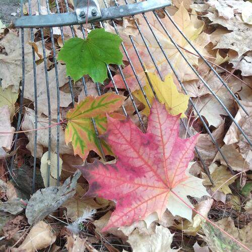 Photo #13651120