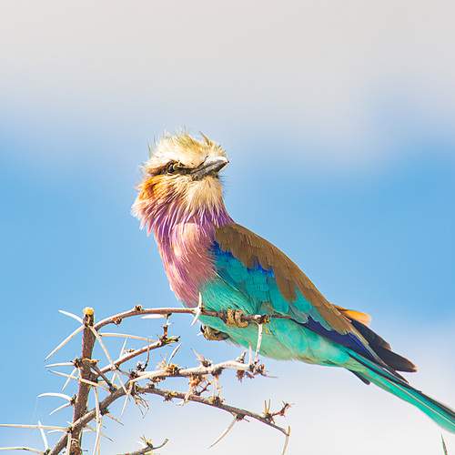 Photo #13651135