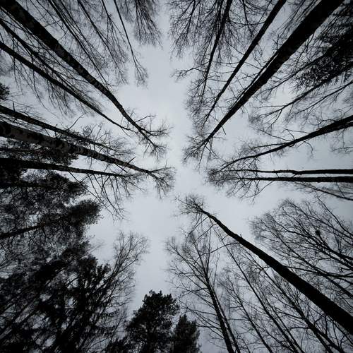 Majestic Evergreen Pines Stretch Towards Gloomy Winter Sky Silently