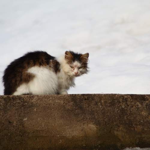 Photo #13651366