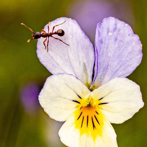 Photo #13651398